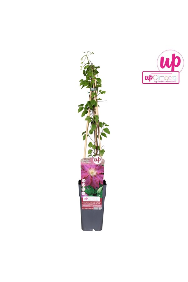 Clematis Ernest Markham P15