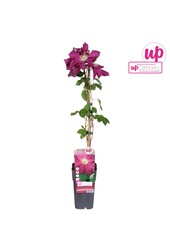 Clematis Ernest Markham P15