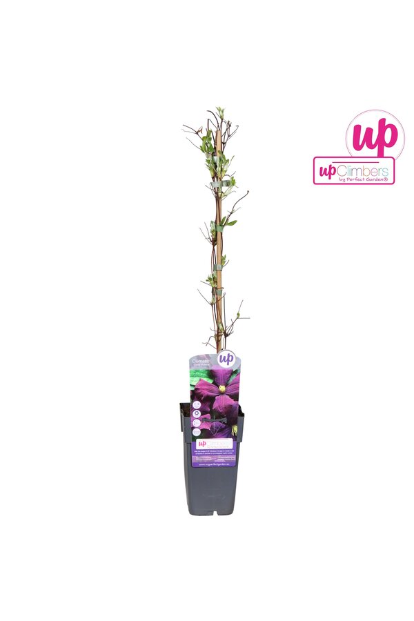 Clematis Viticella Etoile Violette P15