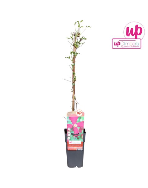 Clematis viticella Madame Julia Correvon P15