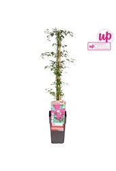 Clematis viticella Madame Julia Correvon P15