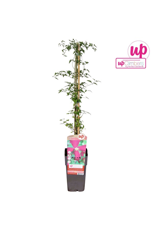 Clematis viticella Madame Julia Correvon P15