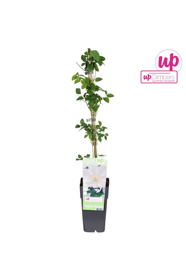 Clematis Guernsey Cream P15