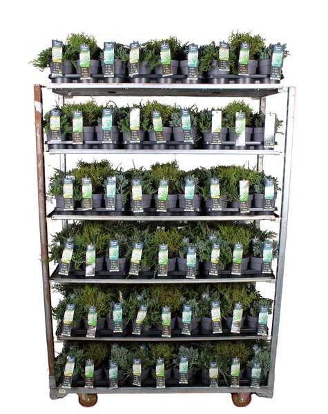 Coniferen mix tray P14