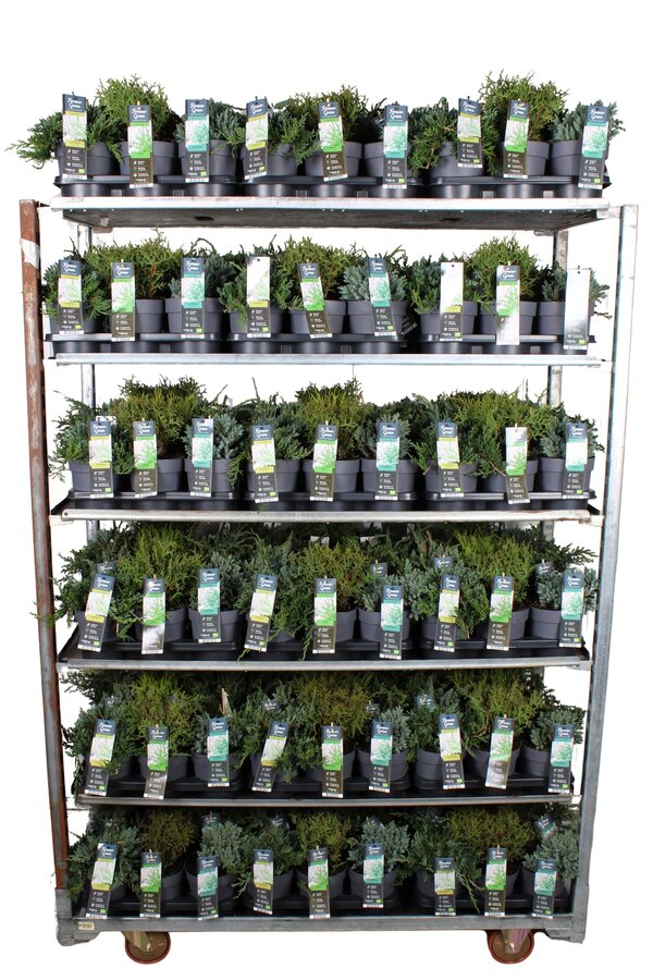 Coniferen mix tray P14