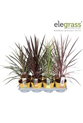 Cordyline mix tray P14