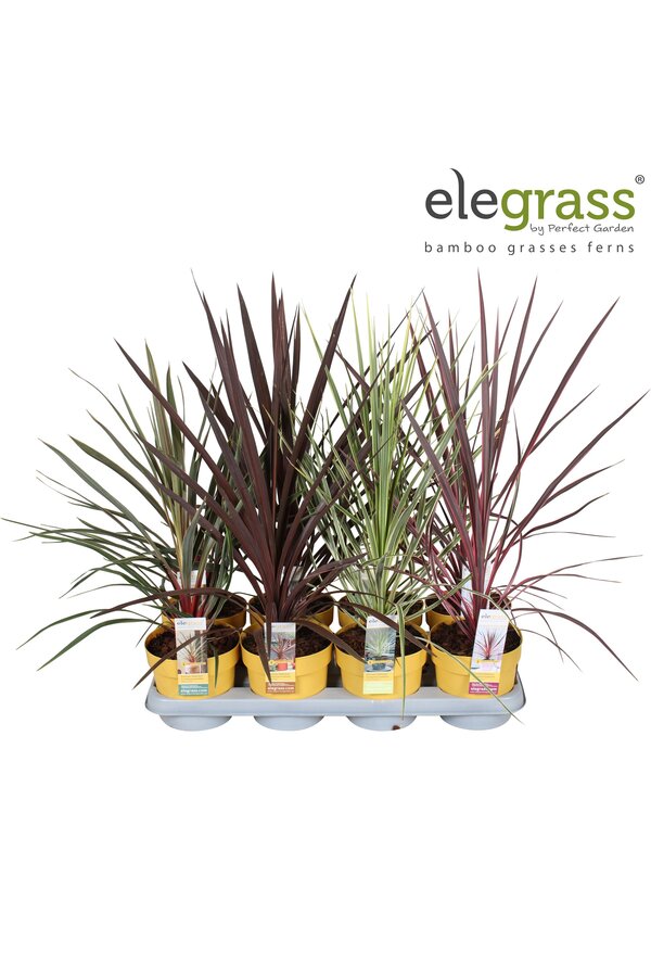 Cordyline mix tray P14