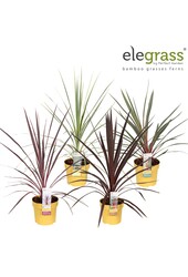 Cordyline mix tray P14