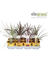 Cordyline mix tray P14