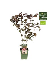 Corylus avellana Rode Zellernoot Bio P23