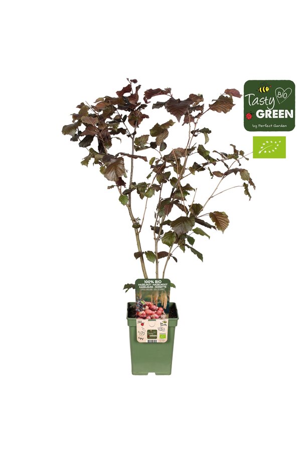 Corylus avellana Rode Zellernoot Bio P23