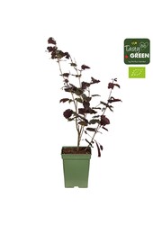 Corylus avellana Rode Zellernoot Bio P23