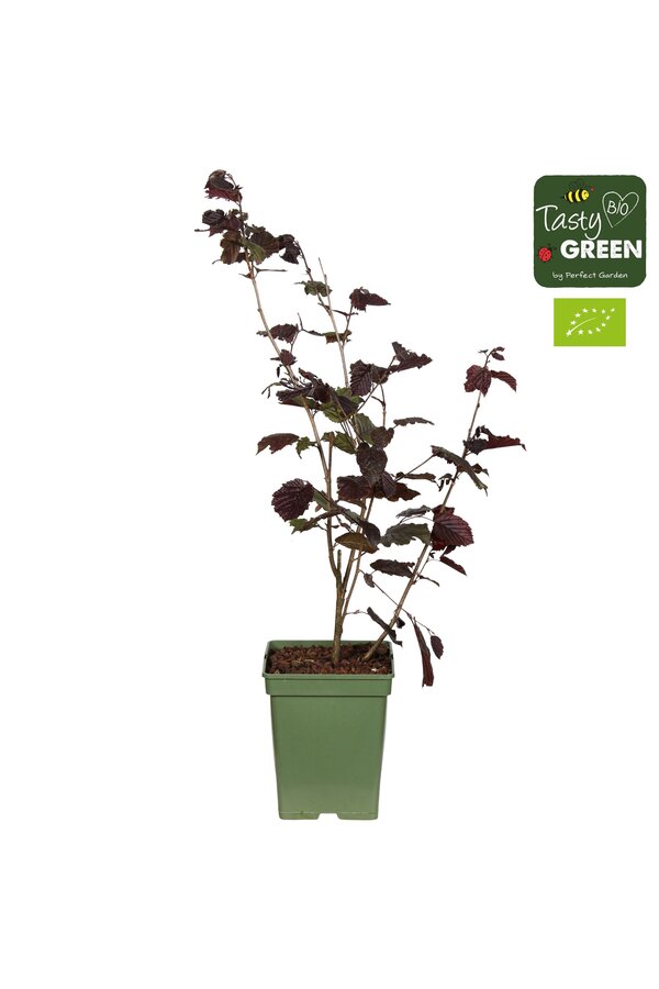 Corylus avellana Rode Zellernoot Bio P23