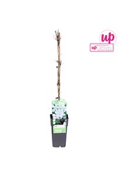 Clematis Huldine P15