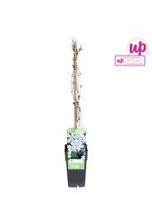 Clematis Huldine P15