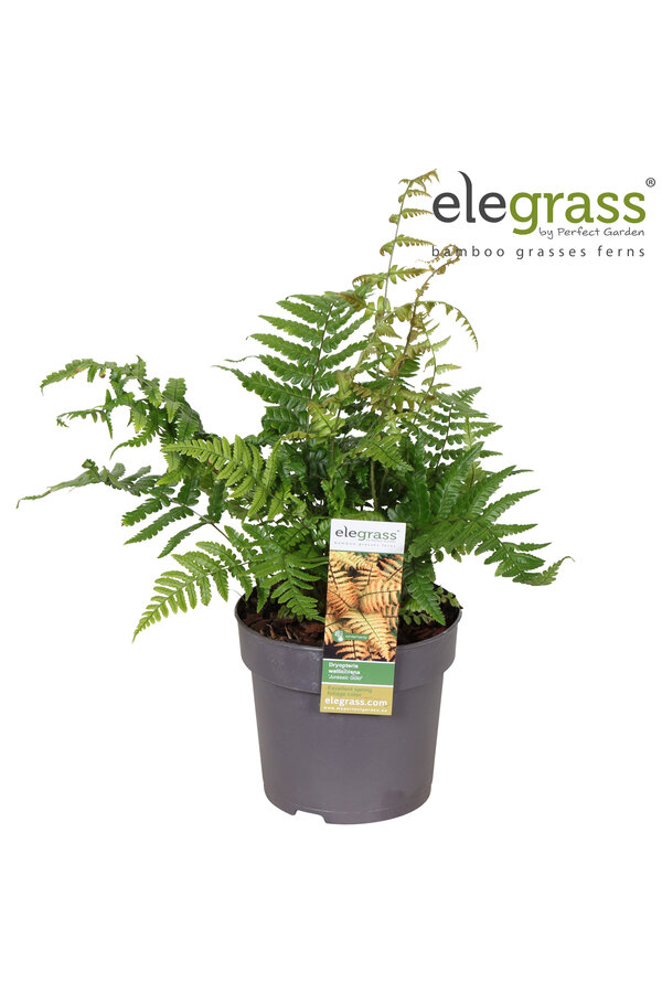 Dryopteris Jurassic Gold P14