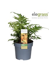 Dryopteris Jurassic Gold P14