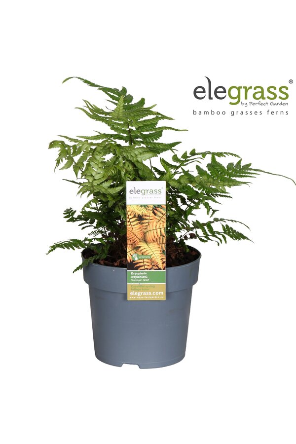 Dryopteris Jurassic Gold P14