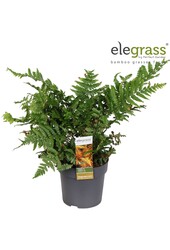 Dryopteris Jurassic Gold P14