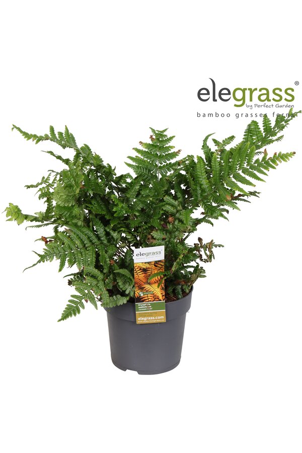 Dryopteris Jurassic Gold P14