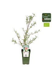 Elaeagnus umbellata Pointilla® Amoroso® Bio P19
