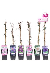 Clematis mix tray value P12