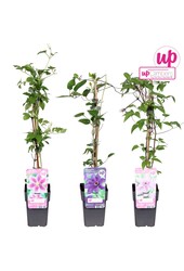 Clematis mix tray value P12