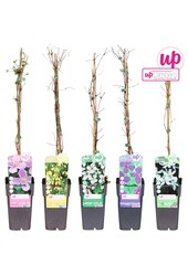 Clematis mix tray kleinbloemig P15