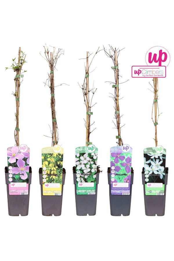 Clematis mix tray kleinbloemig P15