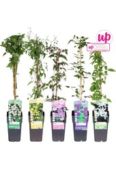 Clematis mix tray kleinbloemig P15