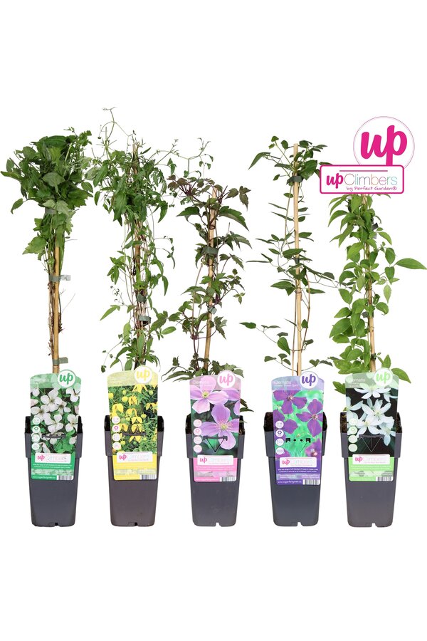 Clematis mix tray kleinbloemig P15