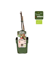 Ficus carica Little Miss Figgy Bio P13