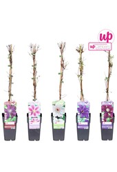 Clematis mix tray grootbloemig P15