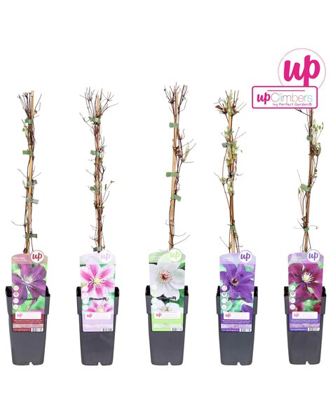 Clematis mix tray grootbloemig P15