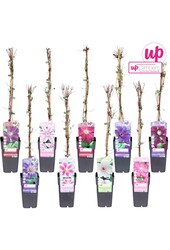 Clematis mix tray grootbloemig P15