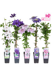 Clematis mix tray grootbloemig P15