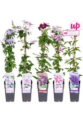 Clematis mix tray grootbloemig P15