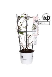 Clematis Montana Fenne® P19