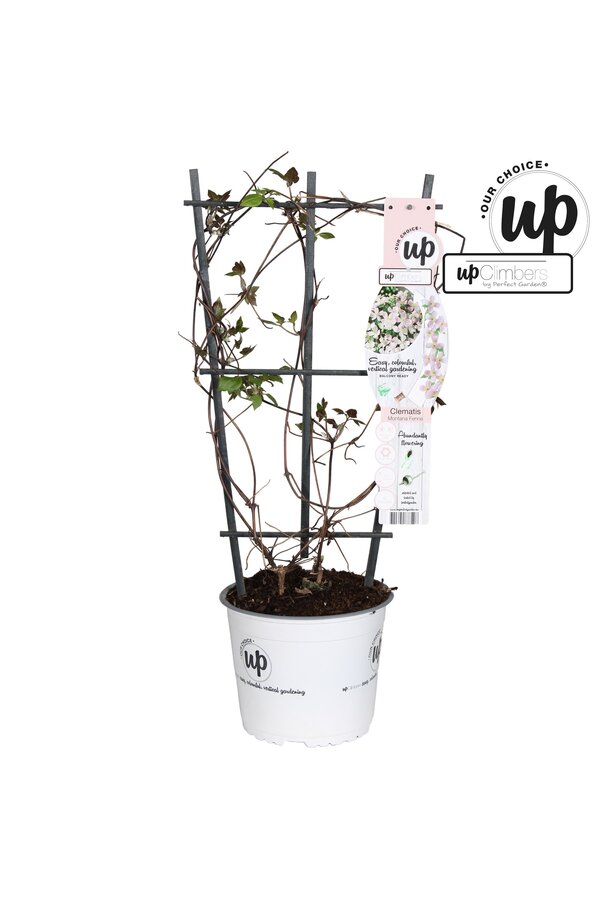 Clematis Montana Fenne® P19