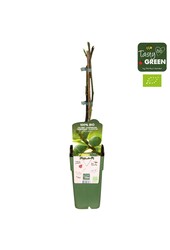 Ficus carica Brown Turkey Bio P15