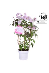 Clematis Montana Mayleen P19