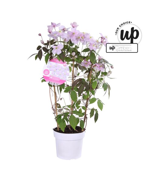 Clematis Montana Mayleen P19