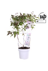 Clematis Montana Mayleen P19