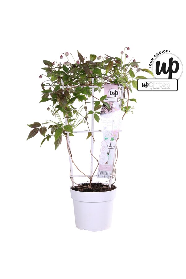 Clematis Montana Mayleen P19