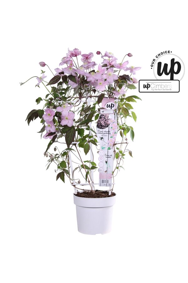 Clematis Montana Mayleen P19