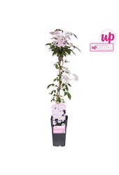 Clematis Montana Mayleen P15