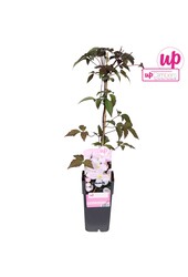 Clematis Montana Mayleen P15