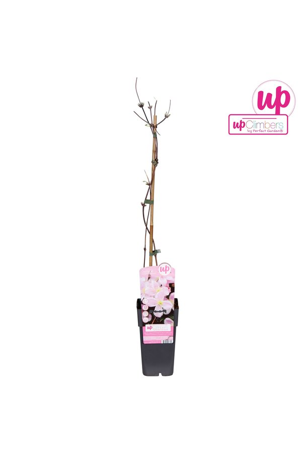 Clematis Montana Mayleen P15