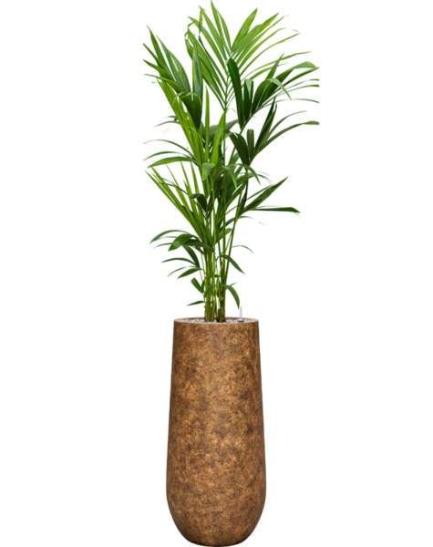 Mineral | Kentiapalm