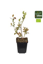 Vaccinium mix 6-pack bio P9